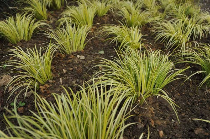 25 Essential Plants for a Tranquil Zen‑Inspired Backyard Oasis