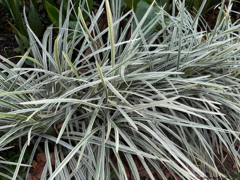 25 Essential Plants for a Tranquil Zen‑Inspired Backyard Oasis