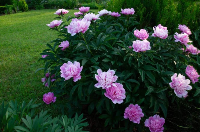 25 Essential Plants for a Tranquil Zen‑Inspired Backyard Oasis