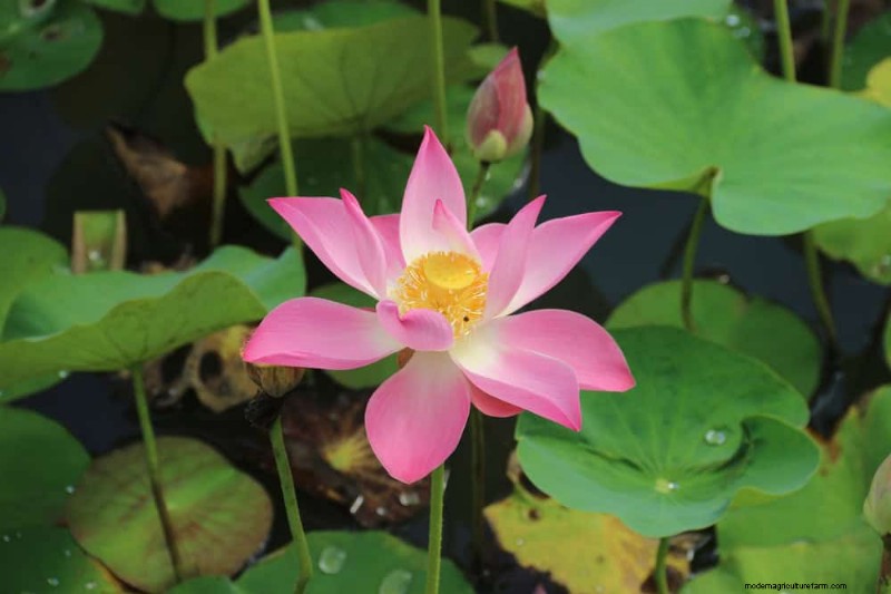 25 Essential Plants for a Tranquil Zen‑Inspired Backyard Oasis