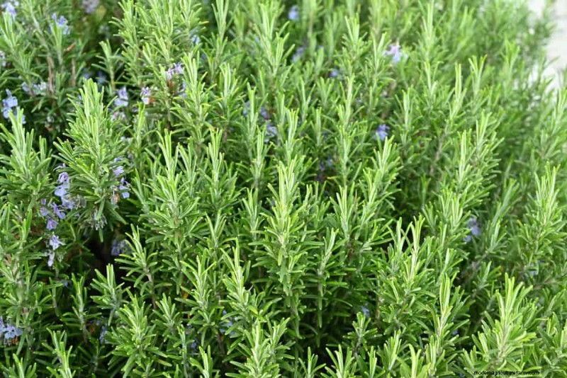 25 Essential Plants for a Tranquil Zen‑Inspired Backyard Oasis