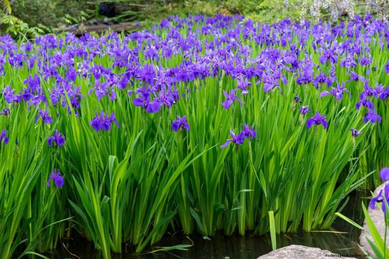 25 Essential Plants for a Tranquil Zen‑Inspired Backyard Oasis