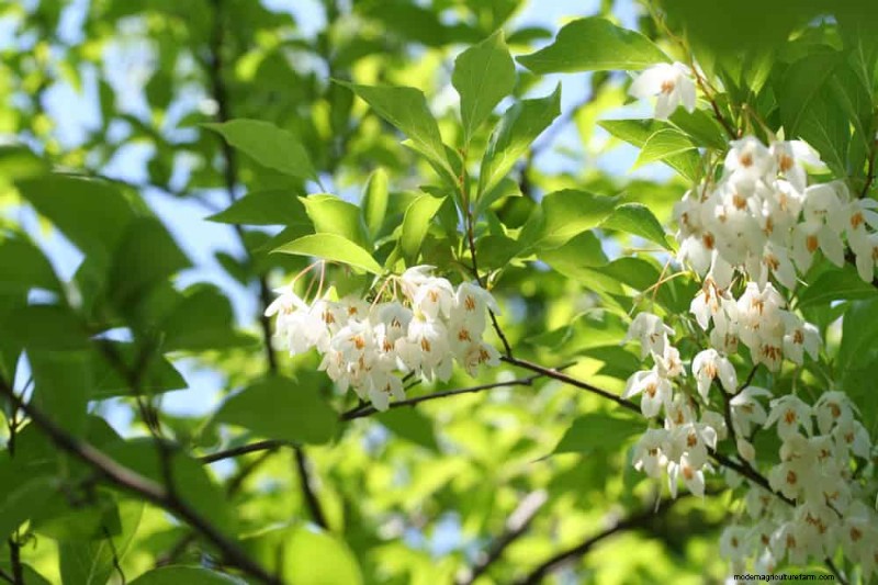 25 Essential Plants for a Tranquil Zen‑Inspired Backyard Oasis