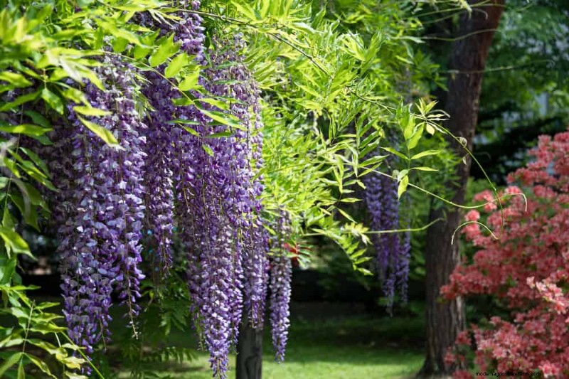 25 Essential Plants for a Tranquil Zen‑Inspired Backyard Oasis