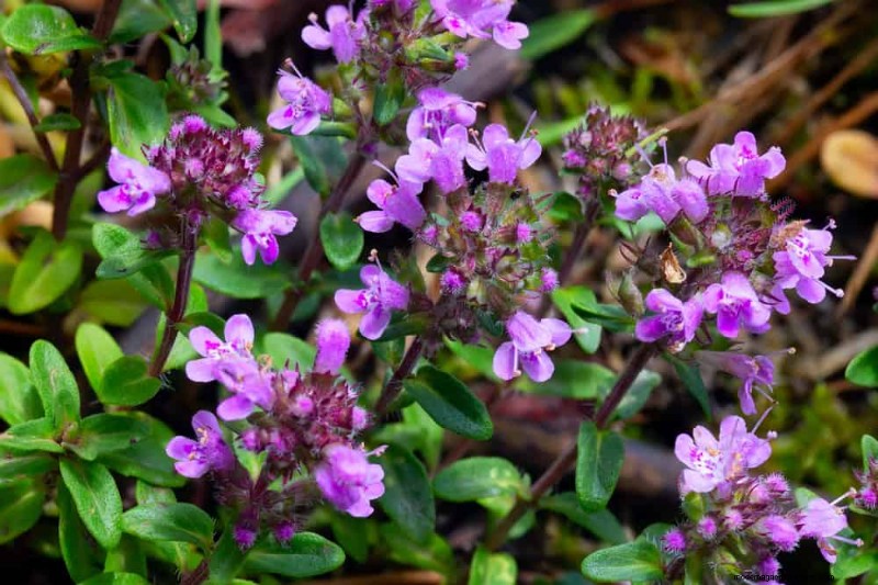 25 Essential Plants for a Tranquil Zen‑Inspired Backyard Oasis