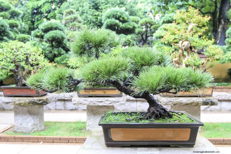 25 Essential Plants for a Tranquil Zen‑Inspired Backyard Oasis