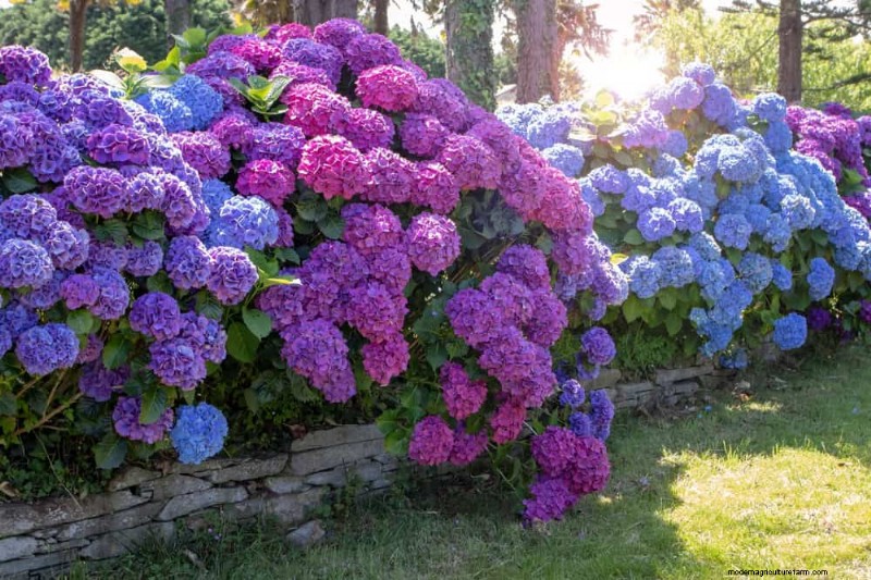 25 Essential Plants for a Tranquil Zen‑Inspired Backyard Oasis