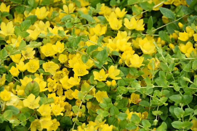 25 Essential Plants for a Tranquil Zen‑Inspired Backyard Oasis