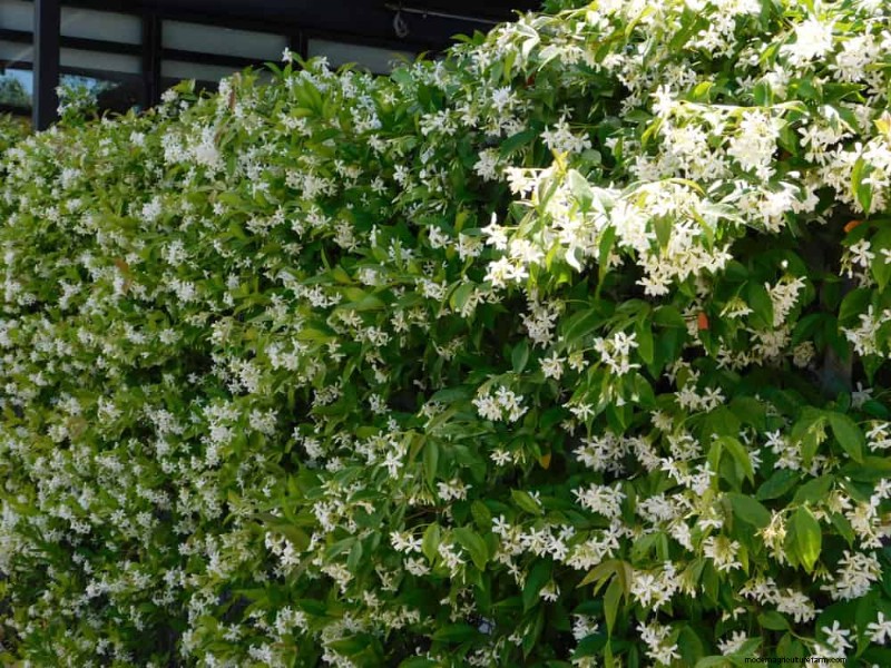 25 Essential Plants for a Tranquil Zen‑Inspired Backyard Oasis