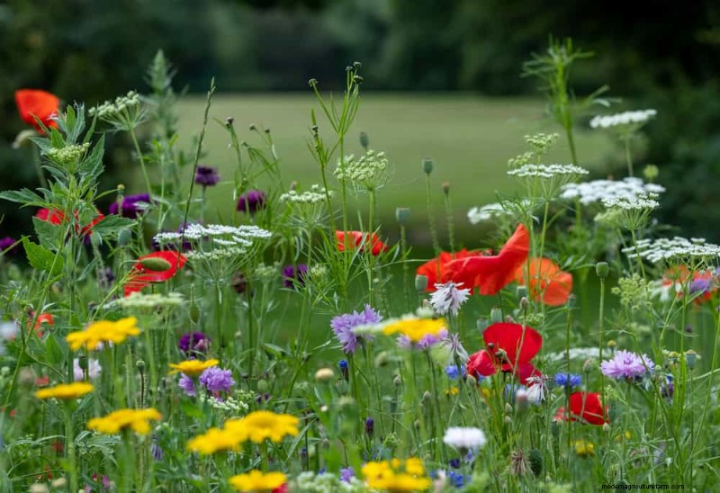 21 Proven Strategies to Transform Your Garden with Wildflowers