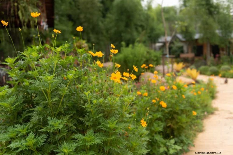 21 Proven Strategies to Transform Your Garden with Wildflowers
