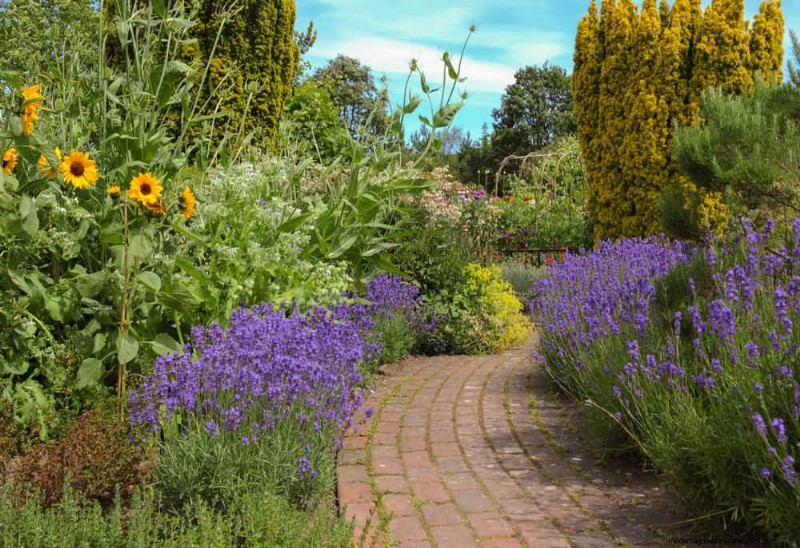 21 Proven Strategies to Transform Your Garden with Wildflowers