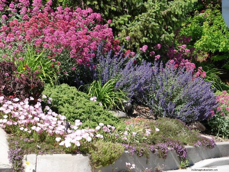 21 Proven Strategies to Transform Your Garden with Wildflowers