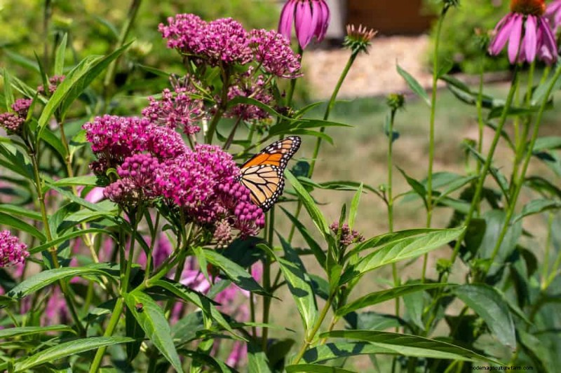 21 Proven Strategies to Transform Your Garden with Wildflowers