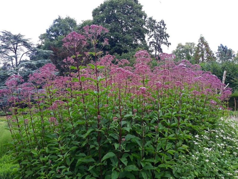 21 Proven Strategies to Transform Your Garden with Wildflowers