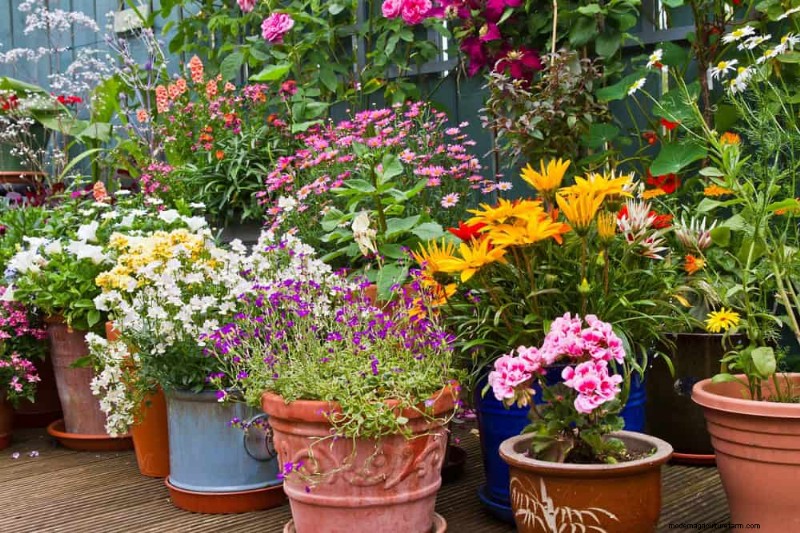 21 Proven Strategies to Transform Your Garden with Wildflowers