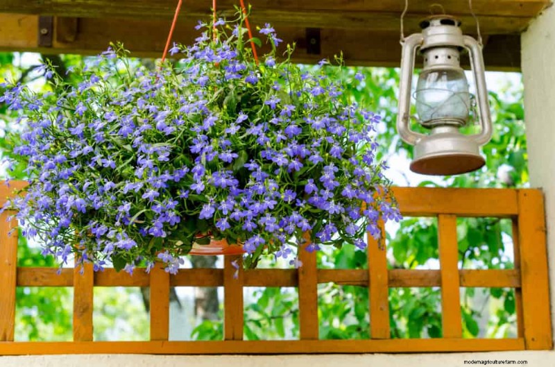 21 Proven Strategies to Transform Your Garden with Wildflowers