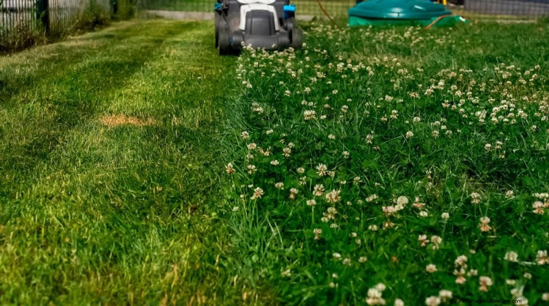 21 Proven Strategies to Transform Your Garden with Wildflowers