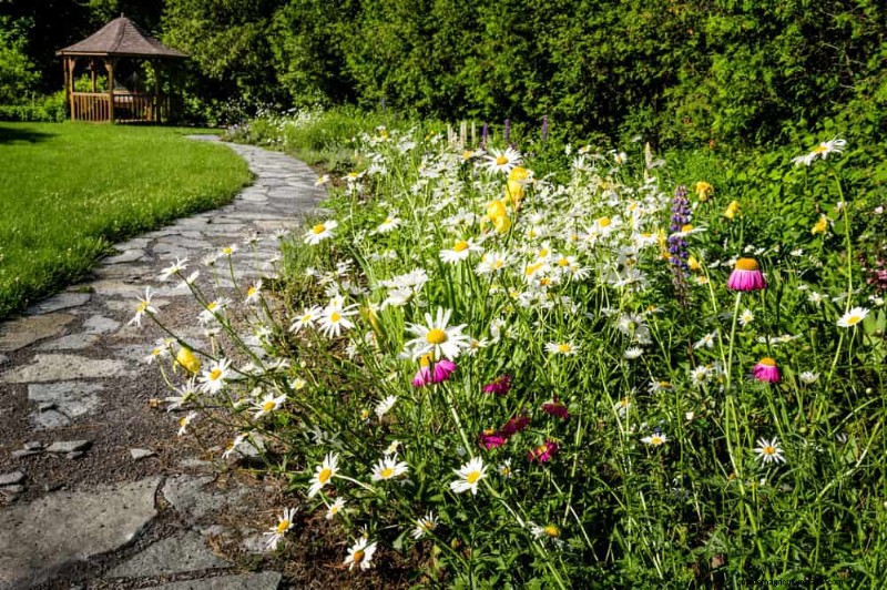 21 Proven Strategies to Transform Your Garden with Wildflowers
