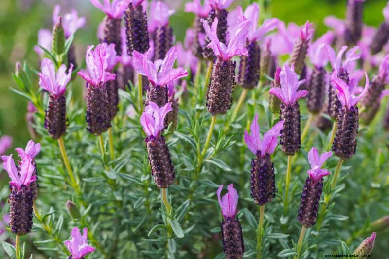 28 Low‑Maintenance Plants for a Beautiful, Hassle‑Free Garden