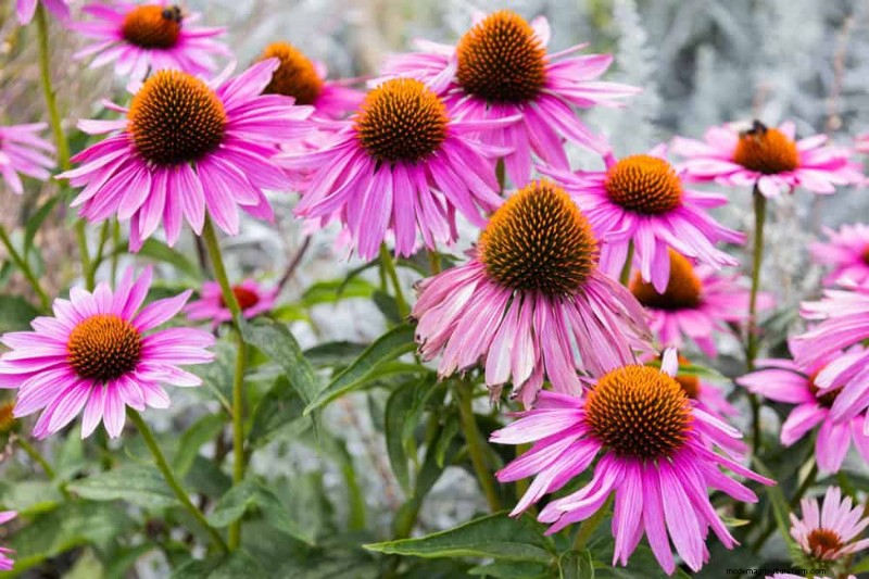 28 Low‑Maintenance Plants for a Beautiful, Hassle‑Free Garden