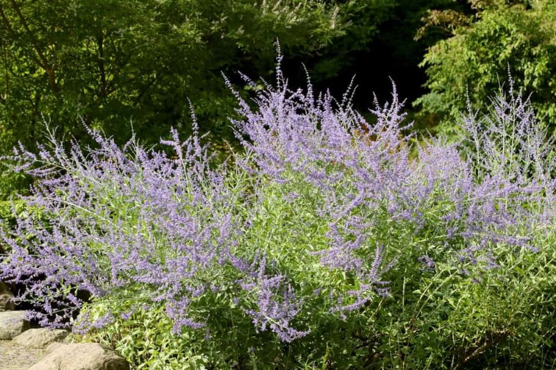 28 Low‑Maintenance Plants for a Beautiful, Hassle‑Free Garden