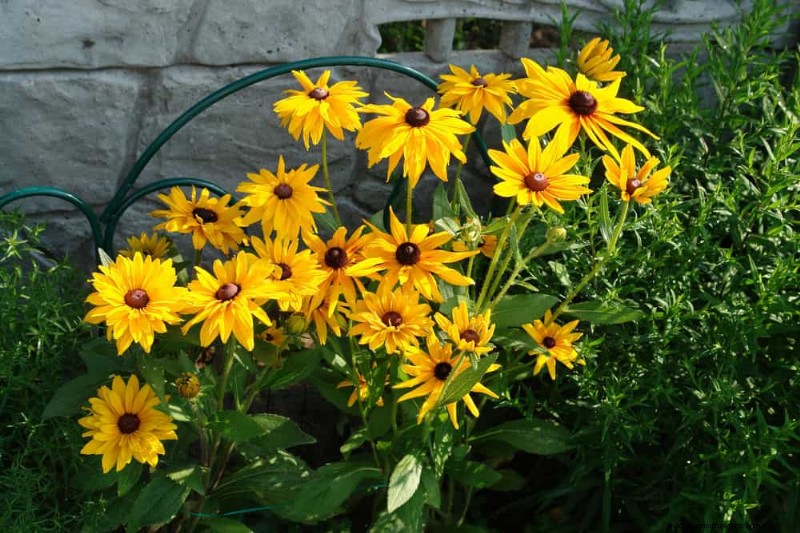 28 Low‑Maintenance Plants for a Beautiful, Hassle‑Free Garden