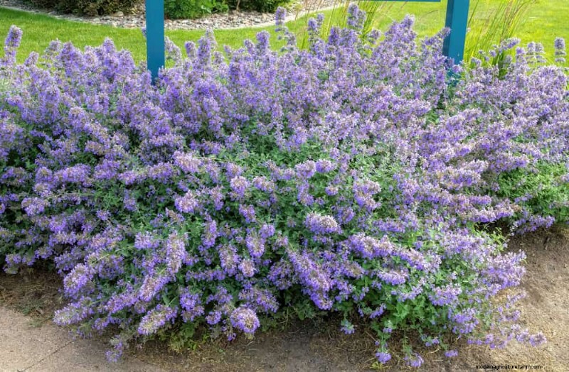 28 Low‑Maintenance Plants for a Beautiful, Hassle‑Free Garden