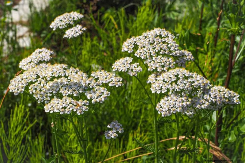 28 Low‑Maintenance Plants for a Beautiful, Hassle‑Free Garden