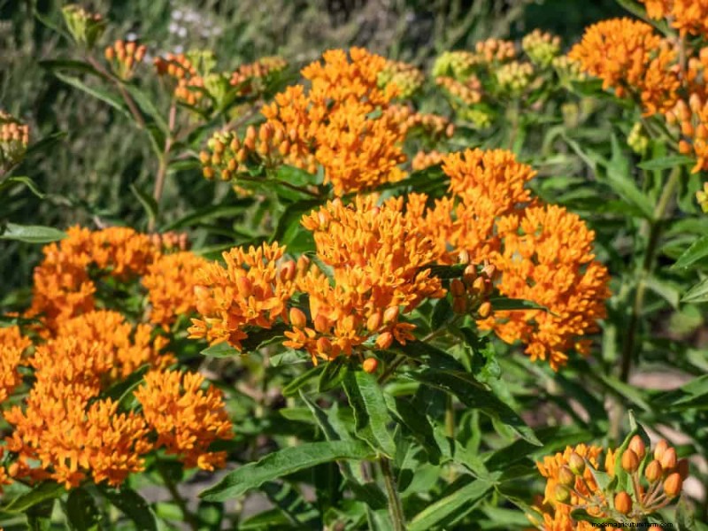28 Low‑Maintenance Plants for a Beautiful, Hassle‑Free Garden
