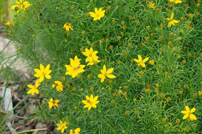 28 Low‑Maintenance Plants for a Beautiful, Hassle‑Free Garden