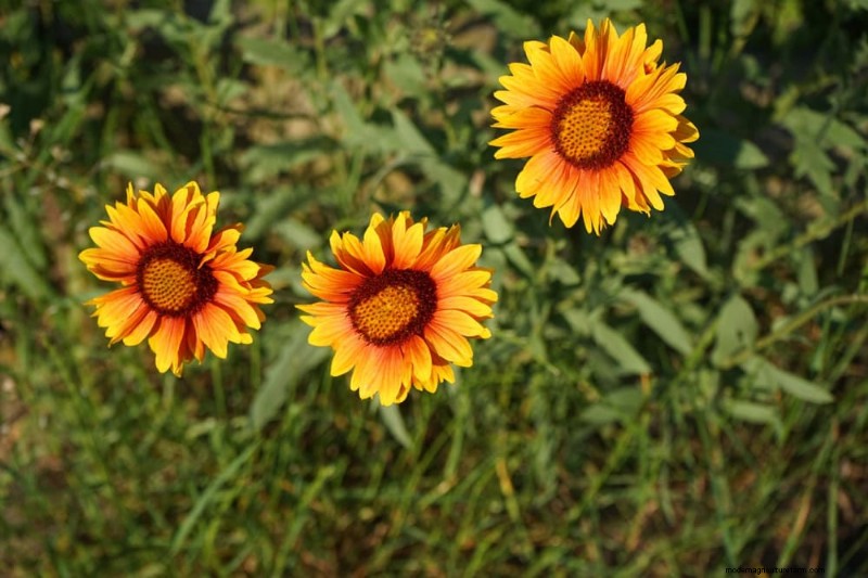 28 Low‑Maintenance Plants for a Beautiful, Hassle‑Free Garden