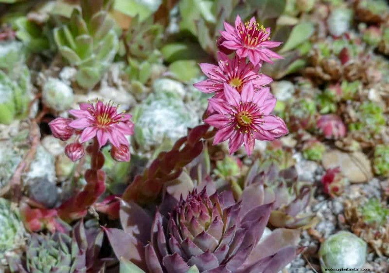 28 Low‑Maintenance Plants for a Beautiful, Hassle‑Free Garden