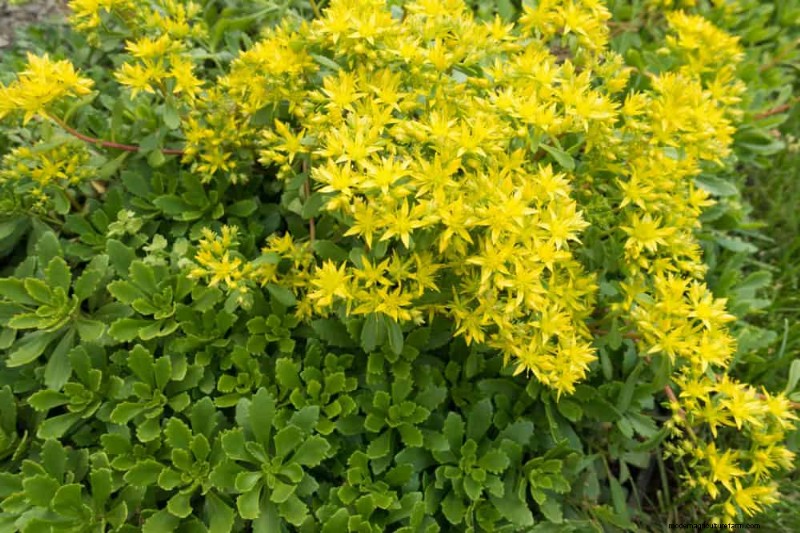 28 Low‑Maintenance Plants for a Beautiful, Hassle‑Free Garden
