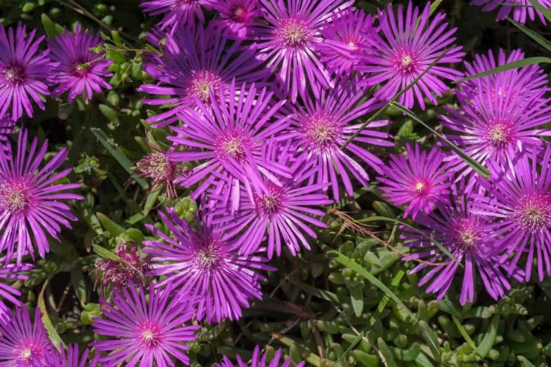 28 Low‑Maintenance Plants for a Beautiful, Hassle‑Free Garden