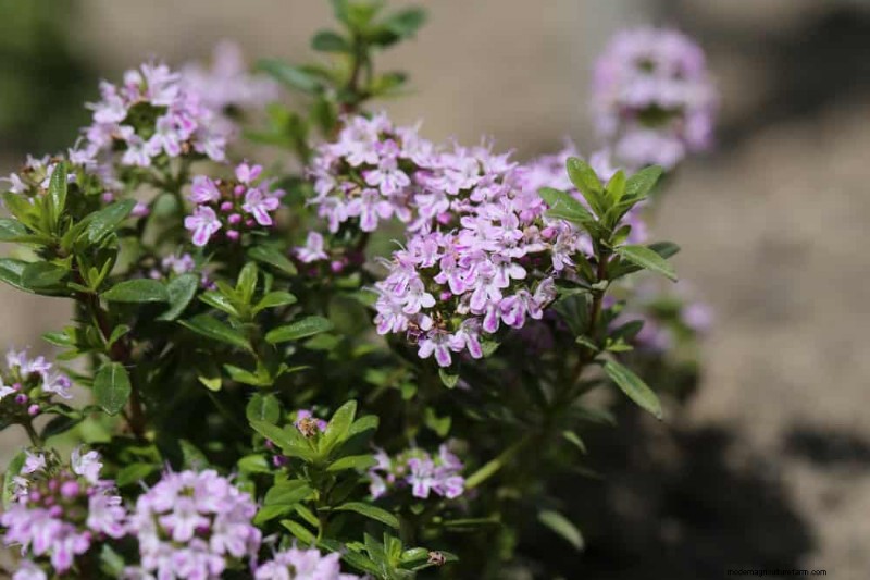 28 Low‑Maintenance Plants for a Beautiful, Hassle‑Free Garden