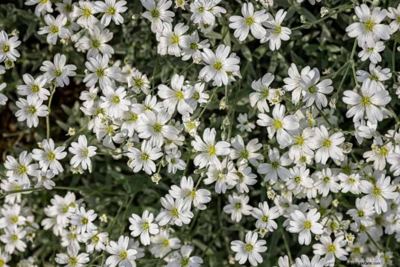 28 Low‑Maintenance Plants for a Beautiful, Hassle‑Free Garden