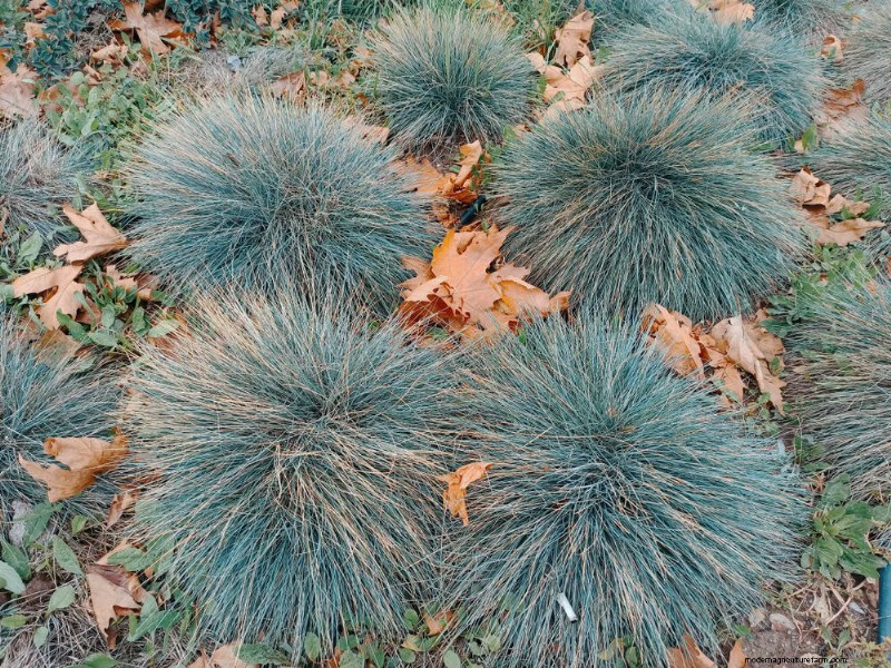 28 Low‑Maintenance Plants for a Beautiful, Hassle‑Free Garden