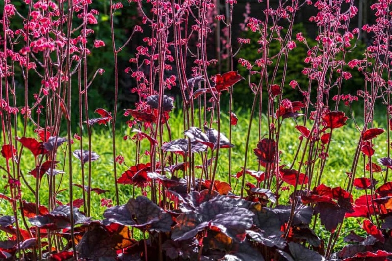 28 Low‑Maintenance Plants for a Beautiful, Hassle‑Free Garden