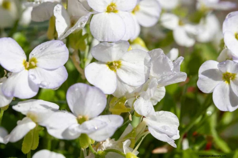 28 Low‑Maintenance Plants for a Beautiful, Hassle‑Free Garden