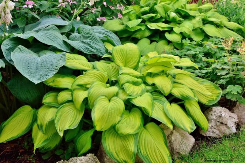 28 Low‑Maintenance Plants for a Beautiful, Hassle‑Free Garden