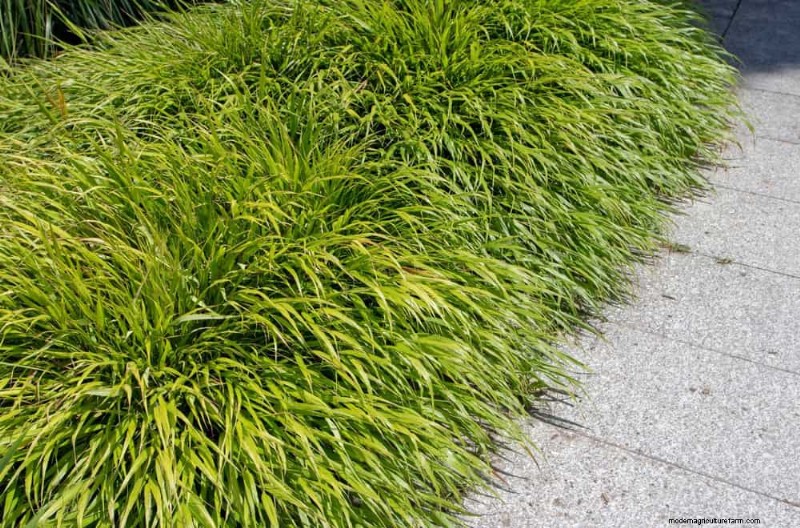 28 Low‑Maintenance Plants for a Beautiful, Hassle‑Free Garden