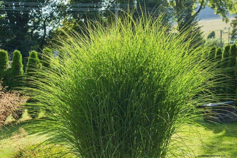 28 Low‑Maintenance Plants for a Beautiful, Hassle‑Free Garden