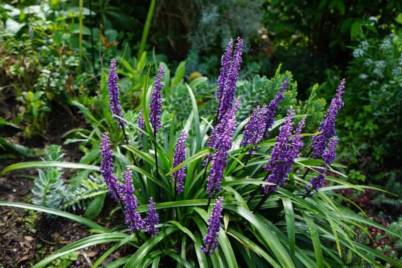 28 Low‑Maintenance Plants for a Beautiful, Hassle‑Free Garden
