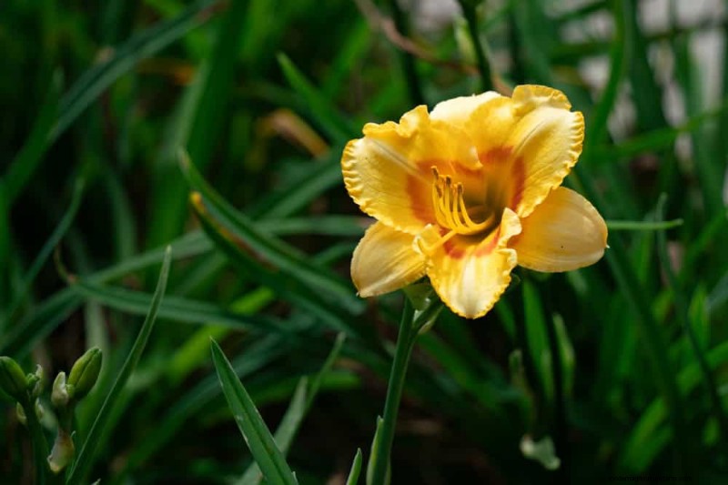 28 Low‑Maintenance Plants for a Beautiful, Hassle‑Free Garden