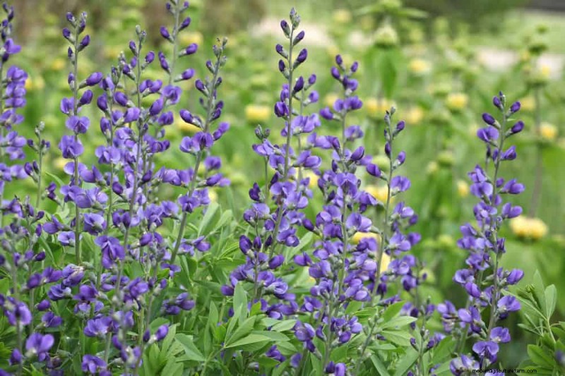 28 Low‑Maintenance Plants for a Beautiful, Hassle‑Free Garden
