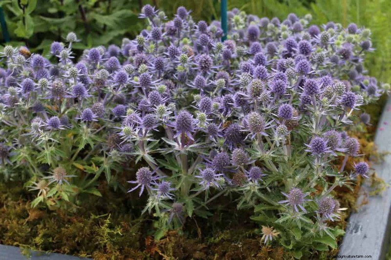 28 Low‑Maintenance Plants for a Beautiful, Hassle‑Free Garden