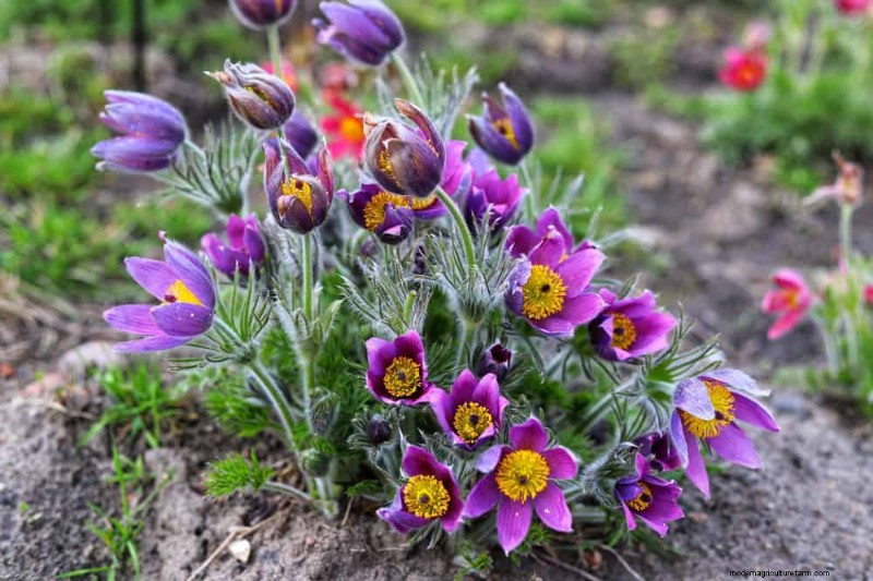 28 Low‑Maintenance Plants for a Beautiful, Hassle‑Free Garden