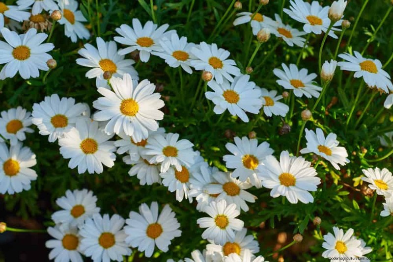 28 Low‑Maintenance Plants for a Beautiful, Hassle‑Free Garden