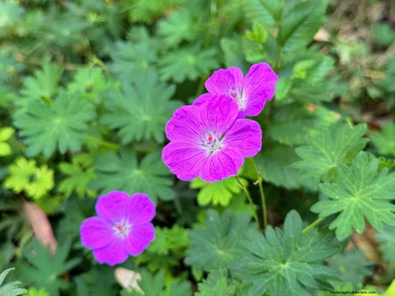 28 Low‑Maintenance Plants for a Beautiful, Hassle‑Free Garden